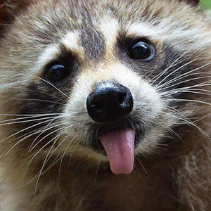 Meet your Posher, Jazmin